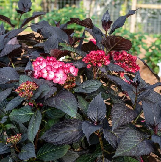 Platlapu hortenzija 'Eclipse'